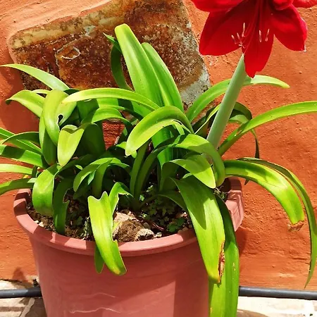 Casa De Abuelos Semesterbostad *